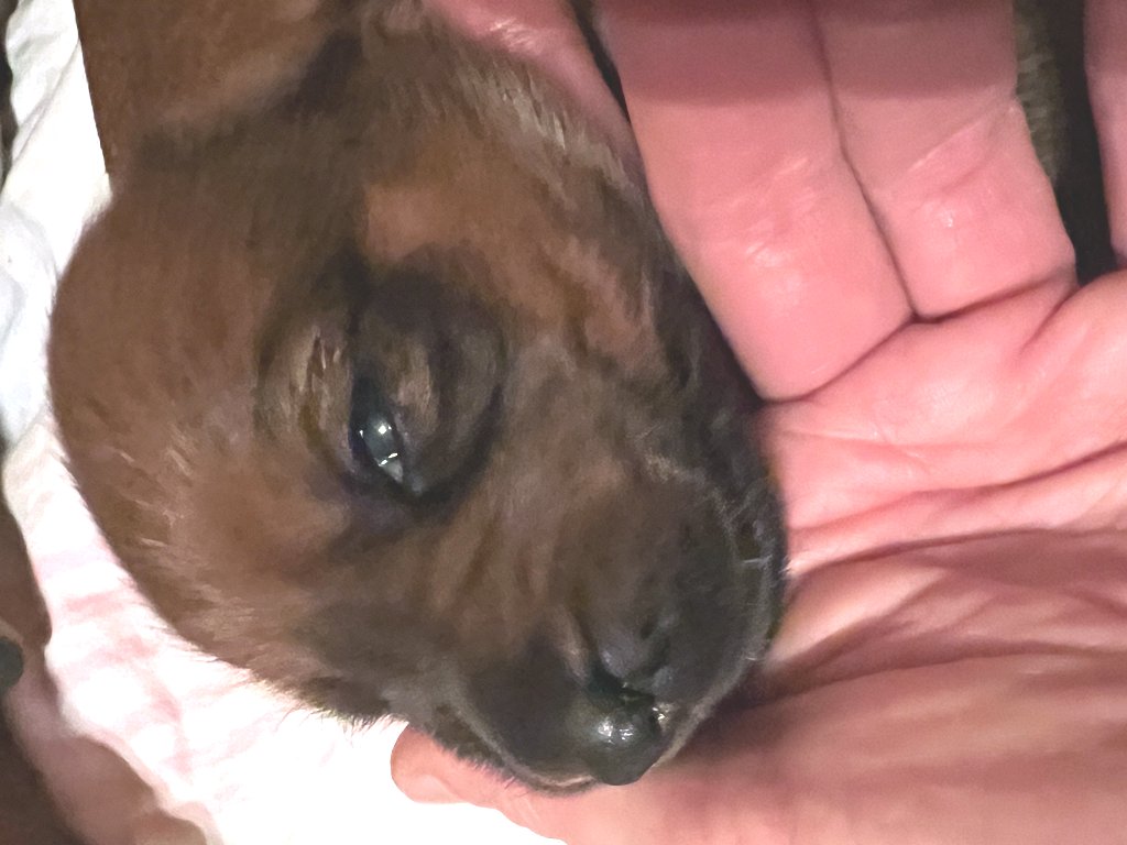 2. Lebenswoche der Dakaris