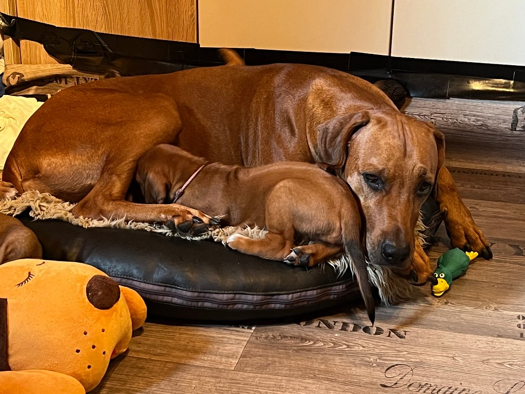 5. Woche der Dakaris