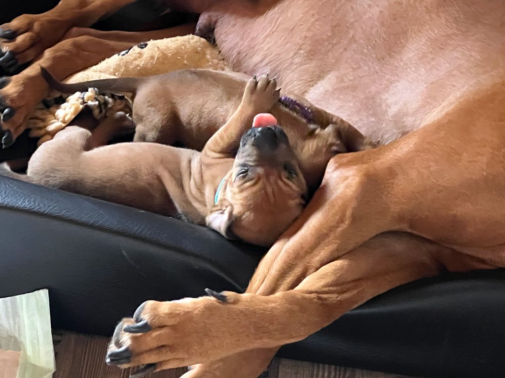 Eroberungstour durch das Welpenzimmer