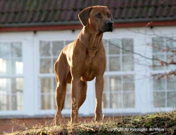 Auri