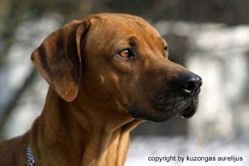 Kopfportrait