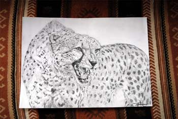 Gepard