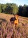 Spaziergang-in-der-Heide